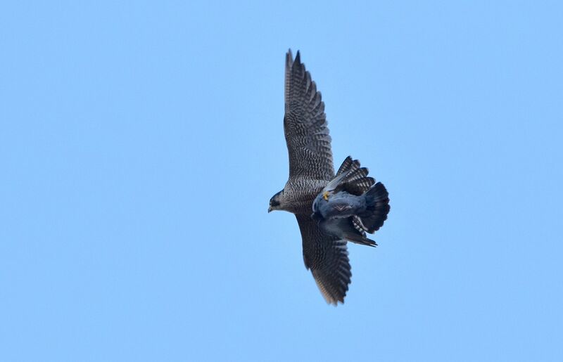 Peregrine Falcon female adult transition, identification, Flight, fishing/hunting