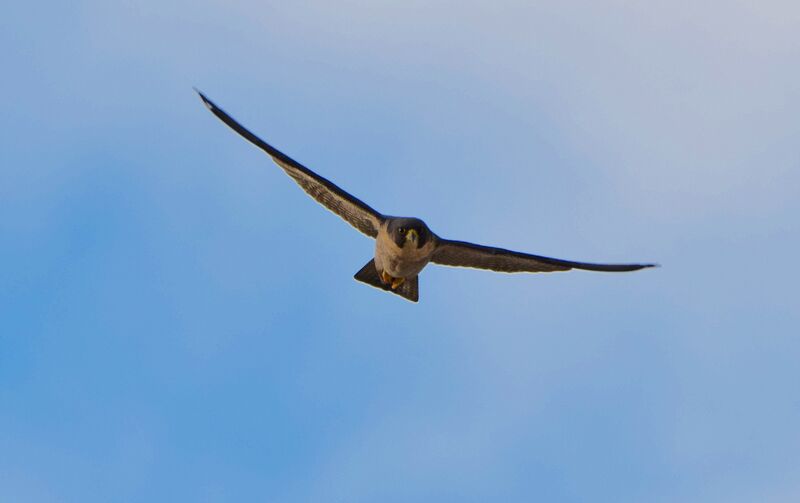 Peregrine Falcon male subadult transition, Flight