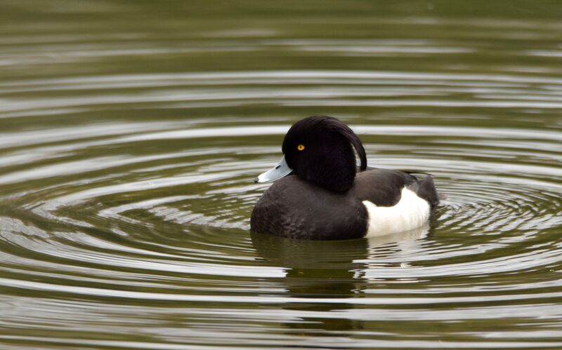 Tufted Duck male adult breeding, identification, swimming