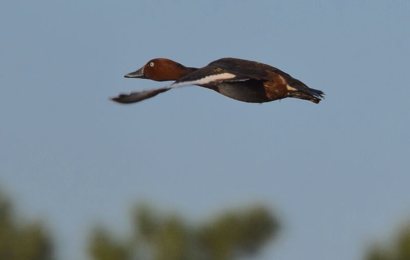 Ferruginous Duck male adult breeding, Flight