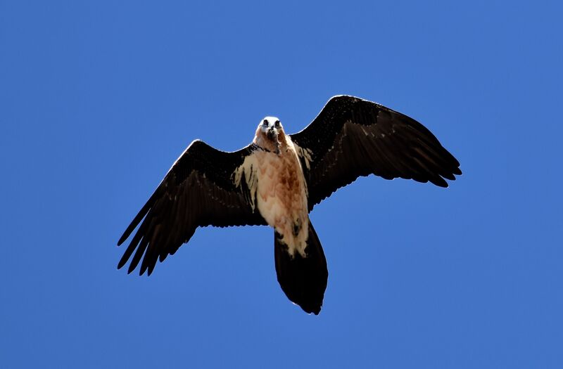 Bearded Vultureadult post breeding, Flight