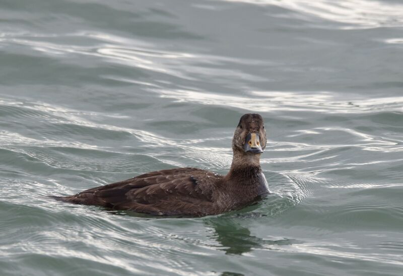 Common Scoter male First year, identification, pigmentation, swimming