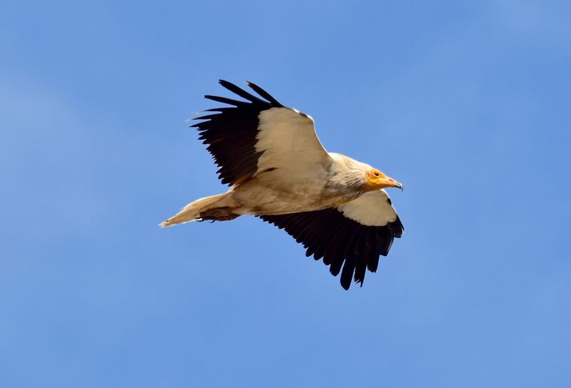 Egyptian Vultureadult post breeding, Flight