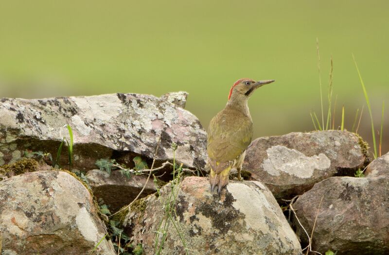Iberian Green Woodpecker female adult breeding, identification