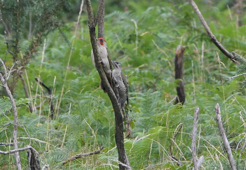Iberian Green Woodpecker, camouflage