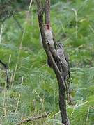 Iberian Green Woodpecker