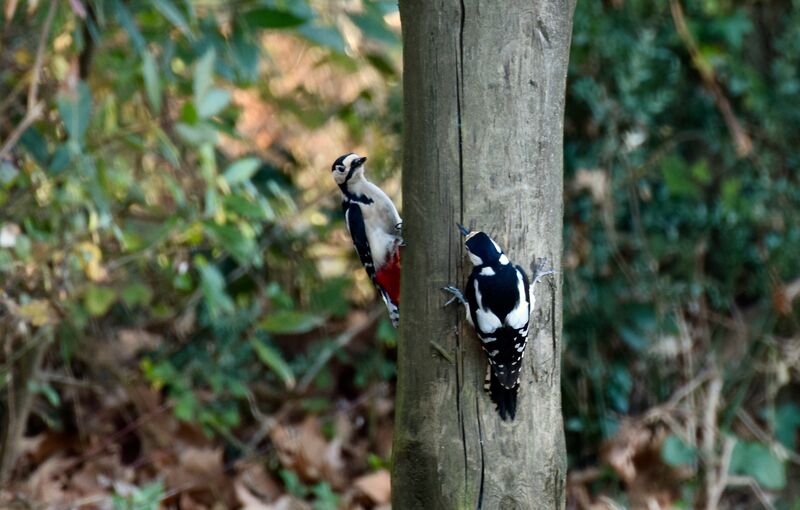 Great Spotted Woodpeckeradult breeding, courting display