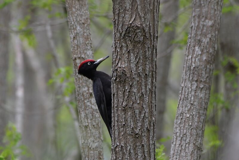 Black Woodpecker male adult breeding, identification