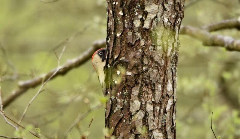 European Green Woodpecker female adult breeding, identification, camouflage