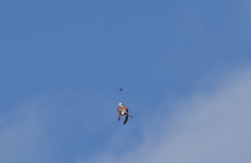 Red-backed Shrike male adult, Flight, fishing/hunting