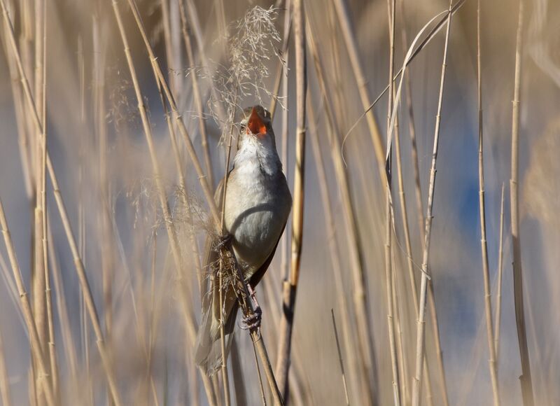Great Reed Warbleradult breeding, identification, song