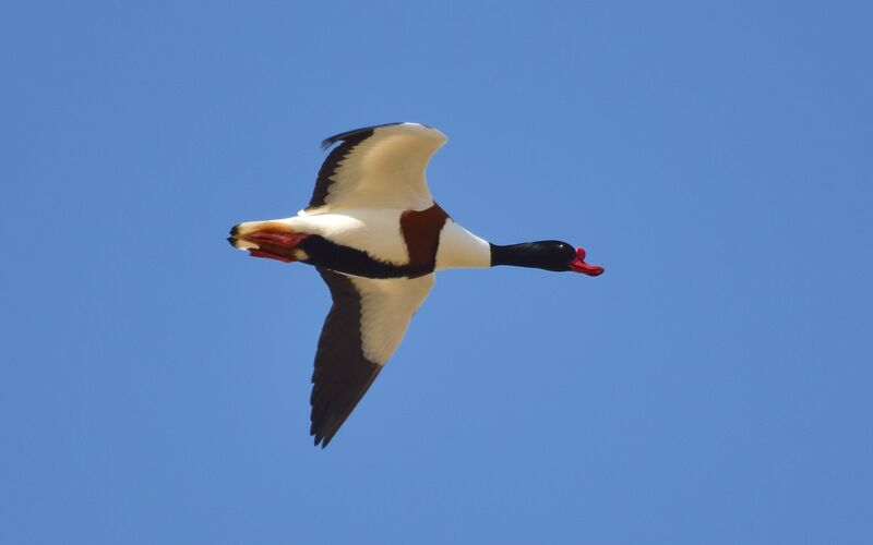 Common Shelduck male adult breeding, Flight