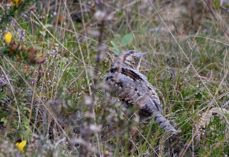 Eurasian Wryneckadult post breeding, identification, camouflage, walking