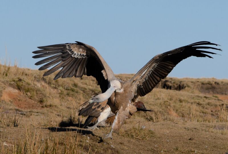 Griffon Vultureimmature, Flight