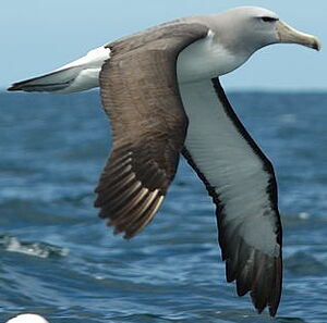 Albatros de Salvin