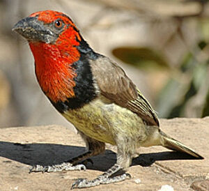 Black-collared Barbet