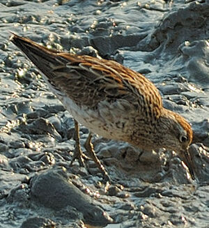 Sharp-tailed Sandpiper 
&copy; Georges Olioso