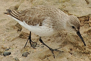 Dunlin