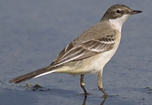 Black-headed Wagtail