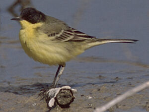 Black-headed Wagtail