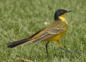 Black-headed Wagtail