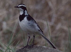 African Pied Wagtail