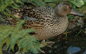 Canard bridé