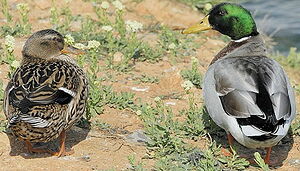 Canard colvert