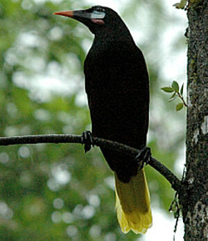 Cassique de Montezuma