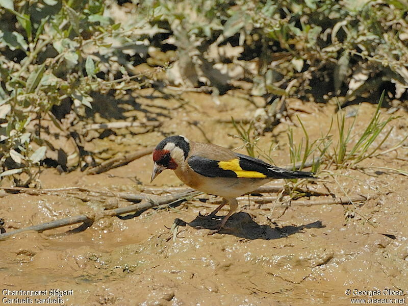 European Goldfinch male adult breeding