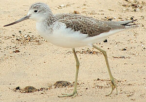 Common Greenshank 
&copy; Georges Olioso