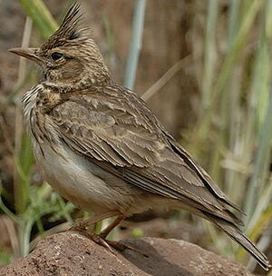 Cochevis de Thékla