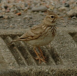 Crested Lark