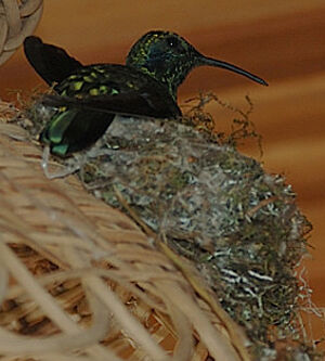 Colibri thalassin