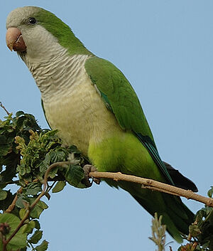 Conure veuve
