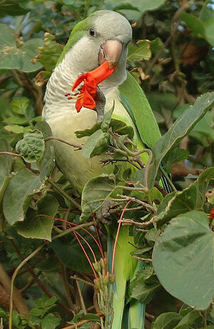 Conure veuve