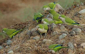 Conure veuve