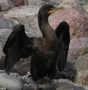 Cormoran � aigrettes 
&copy; Georges Olioso