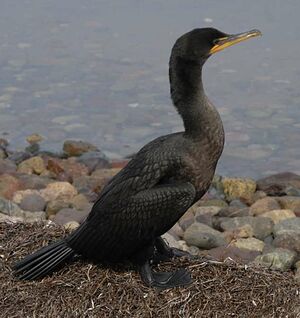 Cormoran � aigrettes 
&copy; Georges Olioso