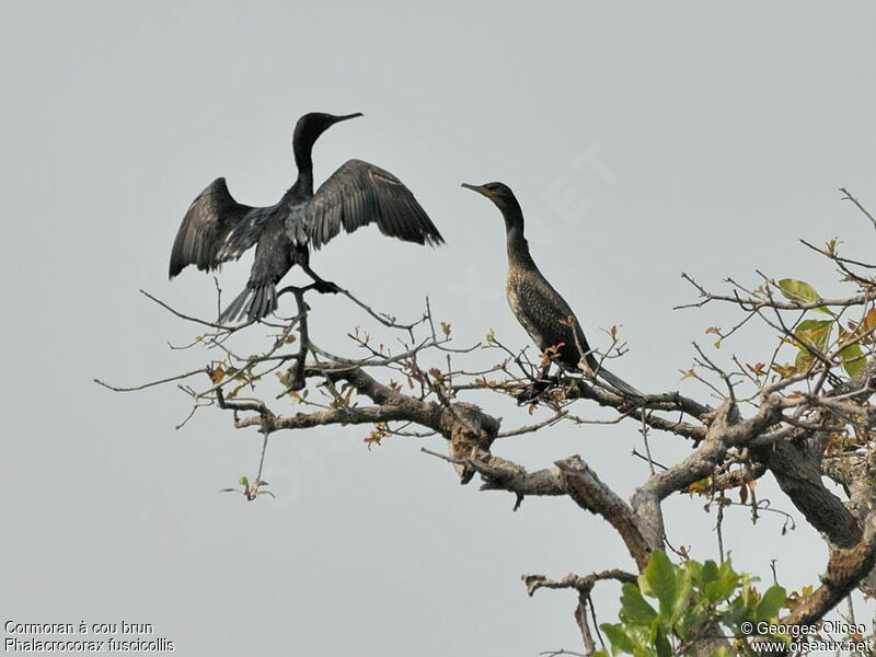 Indian Cormorantsubadult, identification, Behaviour