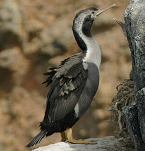 Cormoran mouchet�