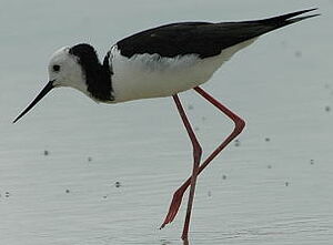 White-headed Stilt