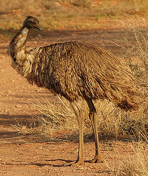 Emeu d'Australie