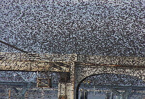 Common Starling