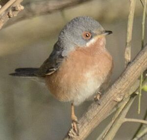 Subalpine Warbler