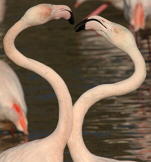 Greater Flamingo 
&copy; Georges Olioso