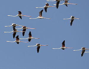 Greater Flamingo 
&copy; Georges Olioso