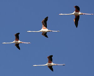 Greater Flamingo 
&copy; Georges Olioso