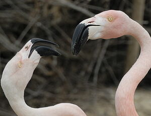 Greater Flamingo 
&copy; Georges Olioso