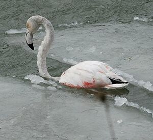 Greater Flamingo 
&copy; Georges Olioso